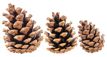 Collection Of Brown Pine Cones Isolated On A White Background. Fir Cones.