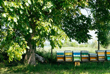 Beehives Under A Tree