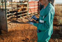 Veterinary Woman Checking Some Cows In A Ranch