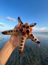 Sea Star Or Starfish With Spike