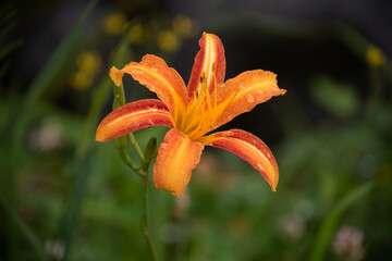 A orange day-lily, Hemerocallis fulva var. disticha flower 3