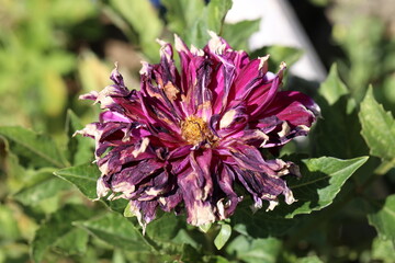 Wall Mural - Dahlia flower burnt in the sun on a very hot day