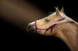 Horse head on a black background. Beautiful palomino horse. Calm, relaxed, no stress