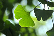 © 曹宇 - green ginkgo leaves in spring