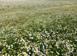 green white field with medicine chamomile in Croatia - Matricaria chamomilla