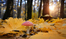Amanita Muscaria Mushroom In Autumn Forest, Natural Bright Sunny Background. Fly Agaric, Wild Poisonous Red Mushroom  In Yellow-orange Fallen Leaves. Harvest Fungi Concept. Fall Season