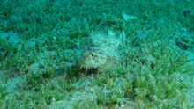 Close-up, Scorpionfish Hiding Among The Reef. Tasseled Scorpionfish, Small-scaled Scorpionfish (Scorpaenopsis Oxycephala).