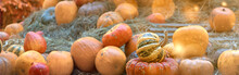 Blurred Pumpkins Autumn Decorative Background Composition