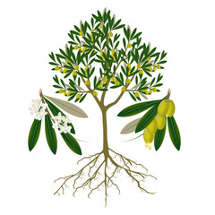 Wall Mural - Olive tree with fruits and flowers on a white background.
