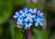 Forget Me Not Clump