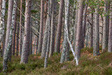 Fototapeta  - bosque de Rothiemurchus, Loch an Eilein, Parque Nacional de Cairngorms, Highlands, Escocia, Reino Unido
