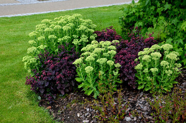 Wall Mural - mounds with perennial beds of fila and red colors on the lawn. if the flowers are in circles on the hills, they stand out better. Fresh green in combination with mulching bark