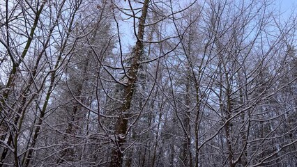 Wall Mural - Winter in Rogow village, Lodz region of Poland, 4k footage