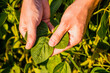 © inesbazdar - Close up image of farmer  holding and examining crops  in his growing soybean field.