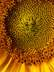 Wall Mural - beautiful sunflower in the detail