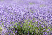 Cotswold Summer Lavender In Full Bloom At Snowshill, England.