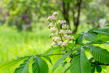 Aesculus Hippocastanum,blossom Of Horse Chestnut Or Conker Tree Springtime