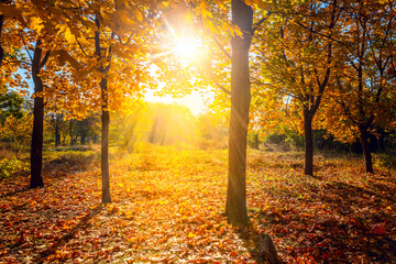 Wall Mural - Sunny autumn scenery in a park, with the sun rays of light through the mist and golden trees