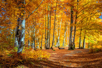 Wall Mural - autumn landscape - warm sunny day in autumnal forest, yellow orange trees