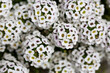 © Anna - Lobularia maritima flowers syn. Alyssum maritimum, common name sweet alyssum or sweet alison , a plant typically used as groundcover.