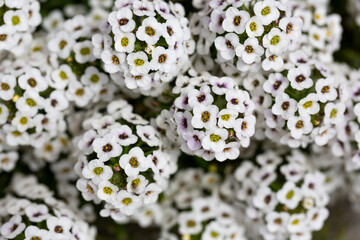 Wall Mural - Lobularia maritima flowers syn. Alyssum maritimum, common name sweet alyssum or sweet alison , a plant typically used as groundcover.