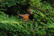 European robin lifts its wings to fly from tree branch. Songbird, beak open, with bright orange red breast. 