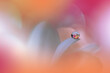 Beautiful Macro Photo.Dream Flowers.Border Art Design.Magic Light.Close up Photography.Conceptual Abstract Image.Pink and Orange Background.Fantasy Floral Art.Creative Wallpaper.Beautiful Nature.