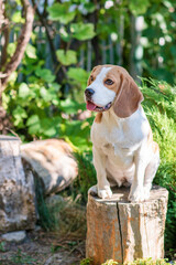 Wall Mural - Portrait of a cute beagle dog on a green lawn