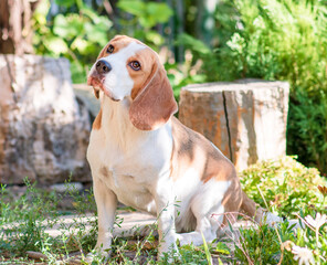 Wall Mural - Portrait of a cute beagle dog on a green lawn