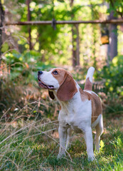 Wall Mural - Portrait of a cute beagle dog on a green lawn