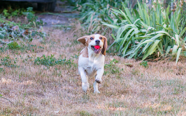 Wall Mural - playfull funny beagle dog