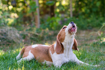 Wall Mural - Portrait of a cute beagle dog on a green lawn