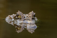 Spectacled Caiman With Surfaced Head, With The Ridge Between The Eyes Visible And Showing Superb Details In The Eyes