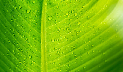 Wall Mural - Close-up of green banana leaf background with details of a leaf-covered in water droplets. Macro vibrant plant nature organic. Abstract green leaf light..