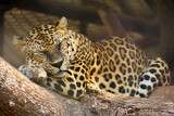 Fototapeta Zwierzęta - leopard in zoo