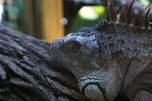 Iguana Close-up
