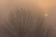 Drzewa o wschodzie słońca we mgle