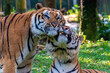 Two tigers together loving each other