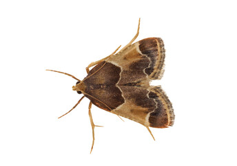 Meal moth isolated on white background, Pyralis farinalis