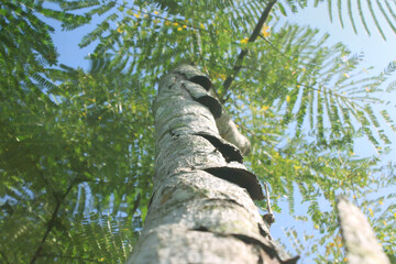 selective focus of turi tree trunk with some peeling bark