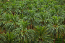 Dates Palm Farm In Saudi Arabia