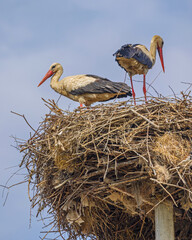 Wall Mural - White Storks Nest Pole