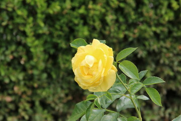 Wall Mural - yellow rose in the garden