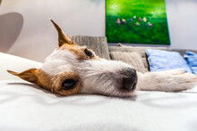 Close Up Of A Parson Russell Terrier Lying On A Couch
