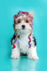 Wall Mural - biewer terrier puppy dog wearing colorful hat in the studio by a blue backgroud