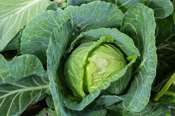 Wall Mural - young cabbage grows in the farmer field, growing cabbage in the open field. agricultural business