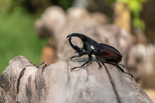 Dynastinae Beetle Is A Fighter Beetle Of Thailand And Is Insects Of The Spring On A Log.