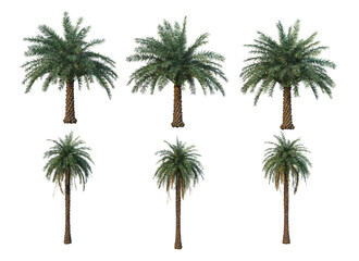  Palm trees on a white background.