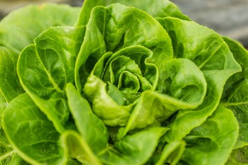 Closeup shot of a young spring organic lettuce planted in a greenhouse