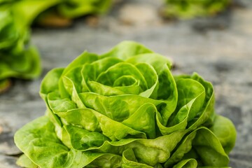 Closeup shot of a young spring organic lettuce planted in a greenhouse